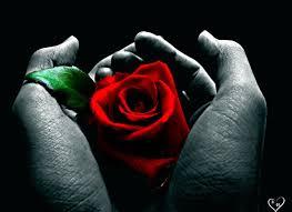Rose held in two hands